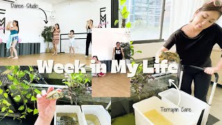 Terrapin Care Tips & Dance Studio Adventures | Brief Guide to Happy Turtles & Dance Studio Life by Sandra Faustina 309 views 4 months ago 3 minutes, 43 seconds