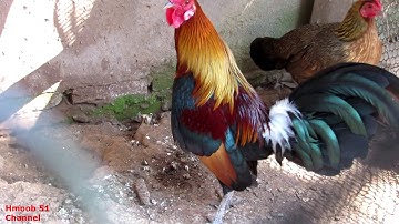 Ncig saib qaib dib zoo nkauj 2021