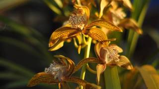 Sample Shots Zeiss Planar T 50mm F1 4 Zf Zf2 By Cosina With Nikon D0 D90 Youtube