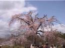 京都　桜　円山公園