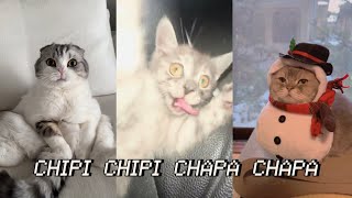 chipi chipi chapa chapa