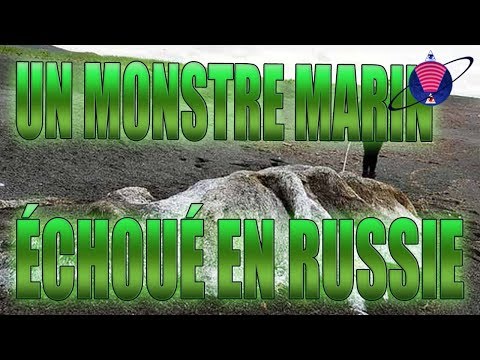 Vidéo: Mystérieux Et Poilu « Monstre Marin » échoué Sur Un Rivage Russe
