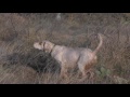 Wild Quail Hunting In Texas Wild Quail Hunting In Texas
