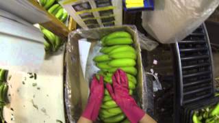 Banana Farm Tully Australia (Shed) #gopro