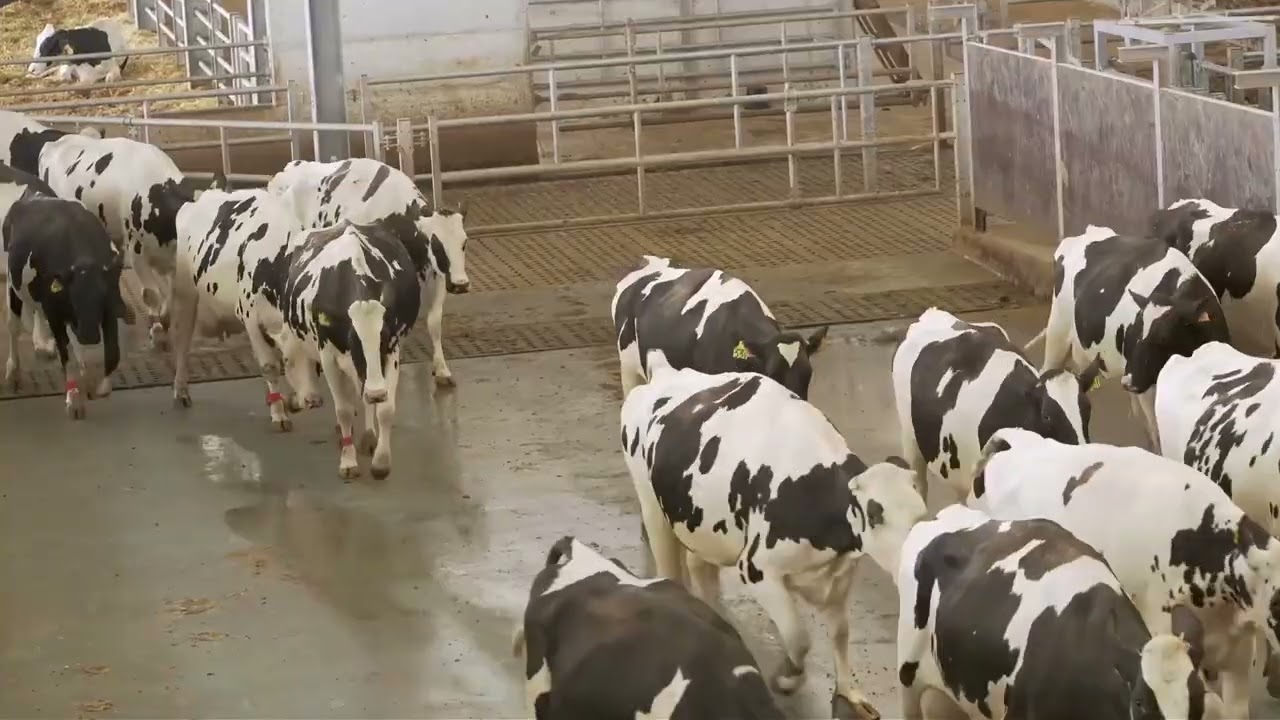 Merlin Meridian batch milking