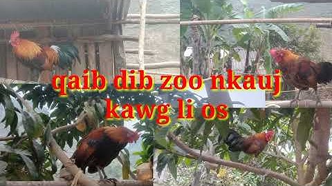 coj nej mus saib qaib dib cuab tuaj zoo heev nawj 7/1/2022