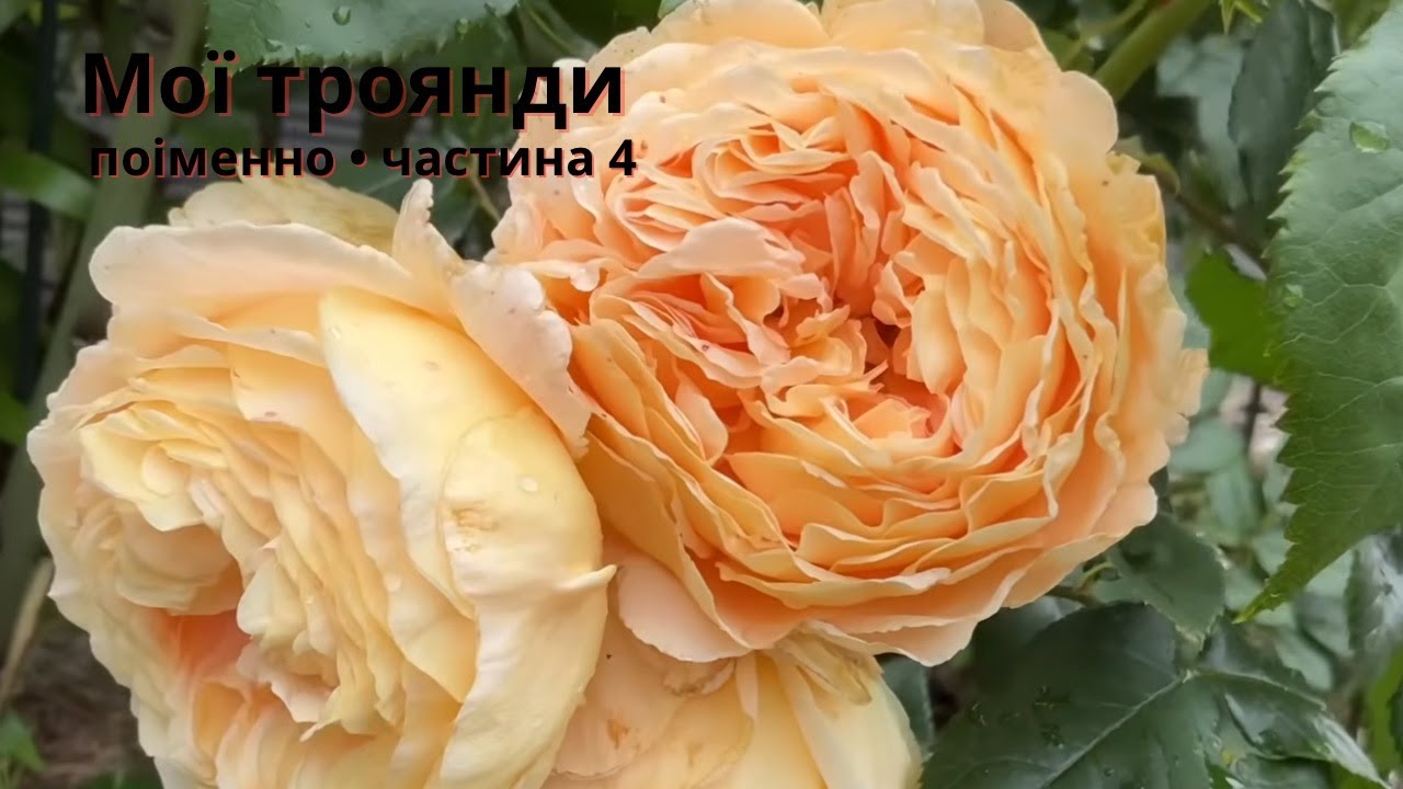 Мої троянди — поіменно. Частина 4: Троянди з відтінком сонця (04/07/2025)