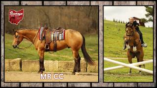 Lot#40 MR CC Wimp Offered by Buckeye Acre Farm @ Montana's Premier Horse Sale | Big Sky | Buckskin