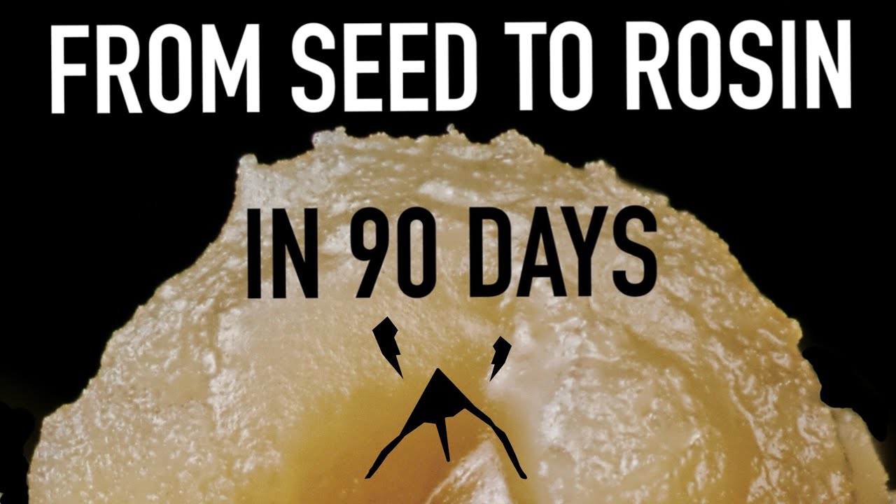 From Seed to Rosin in 90 Days
