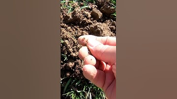 Colonial Saddle Shield found with Tarsacci #shorts