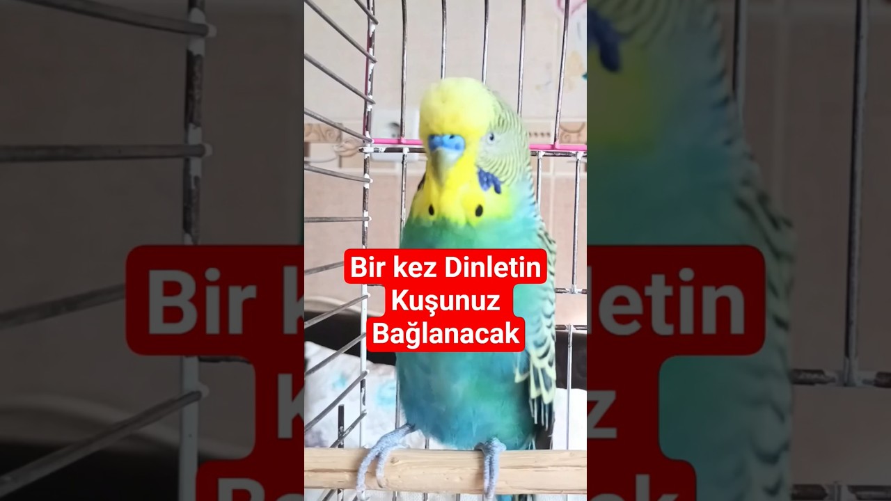 İnanamayacaksınız! 🕊️ Kuşunuz Bu Seste Kendinden Geçecek #birds #budgies #dinlendiricisesler