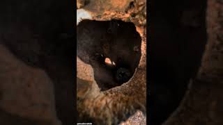 (VLOG)HUNTING KACER MALAH JACKPOT BURUNG UNIK