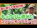 家庭菜園や農園のキュウリ栽培で相性抜群コンパニオンプランツ！薬に頼らず病害虫対策とキュウリの育て方！【農家直伝】