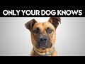9 Secrets Your Dog Knows About You