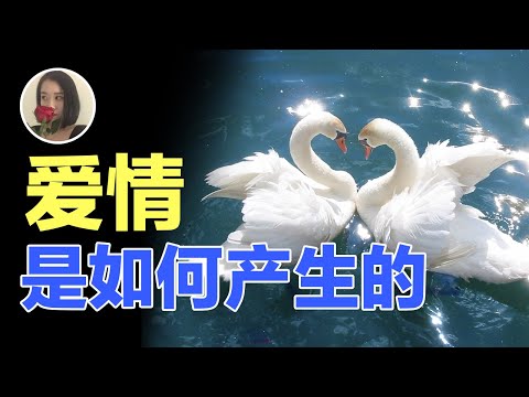 爱情是如何产生的—唯人类独有吗?(2020)|Where does love come from,Only happened on human?