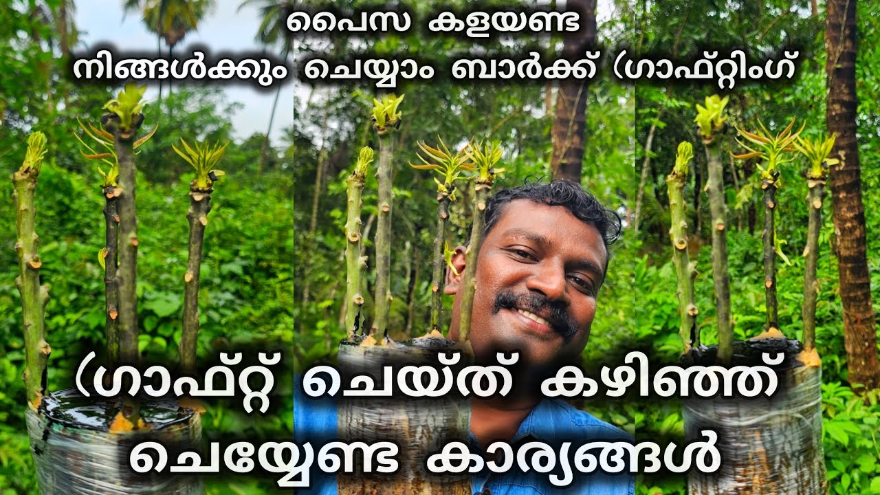 കായ്ക്കാത്ത മാവിൽ പല ഇനങ്ങൾ കായ്പ്പിക്കാം പക്ഷേ ഈ കാര്യങ്ങൾ (ശദ്ധിക്കണം #grafting