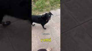 El perro la cuida a ella, pero quien cuida al perro?