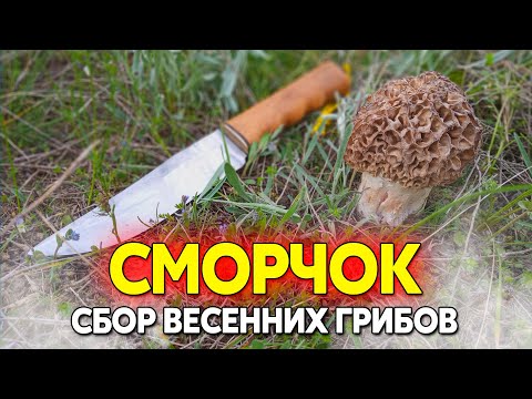 Гриб сморчок, можно ли собирать, весенний гриб не путать с ядовитым строчком