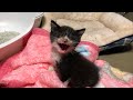 【#2】動き始めたコネコチャン