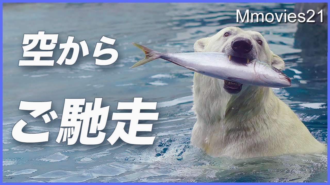 大興奮！ホッキョクグマに特大魚プレゼント！ライト苦戦しながら