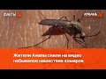 Жители Анапы сняли на видео небывалое нашествие комаров