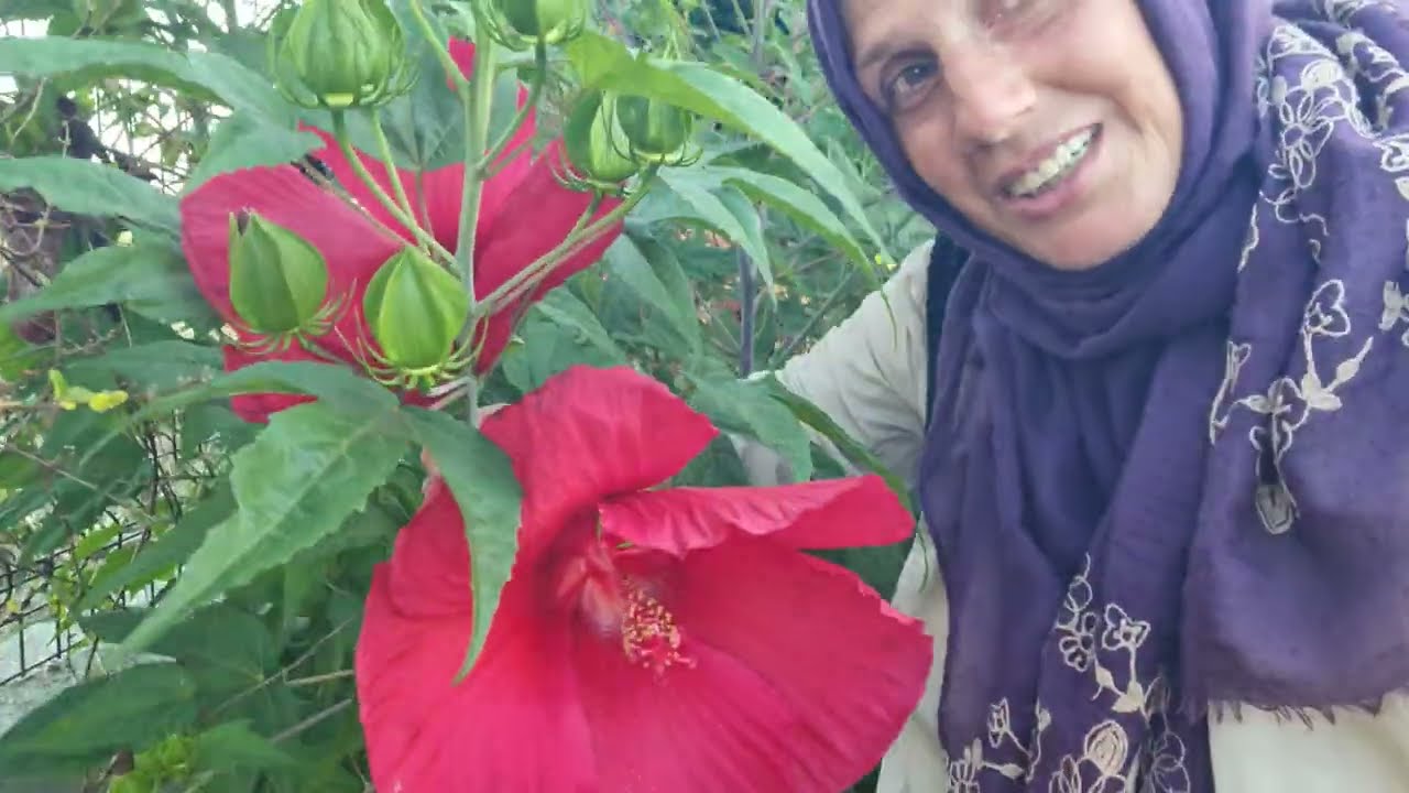 Nuran Şahin'in Yalova'da Sera Cennet Bahçesi🌸🌿