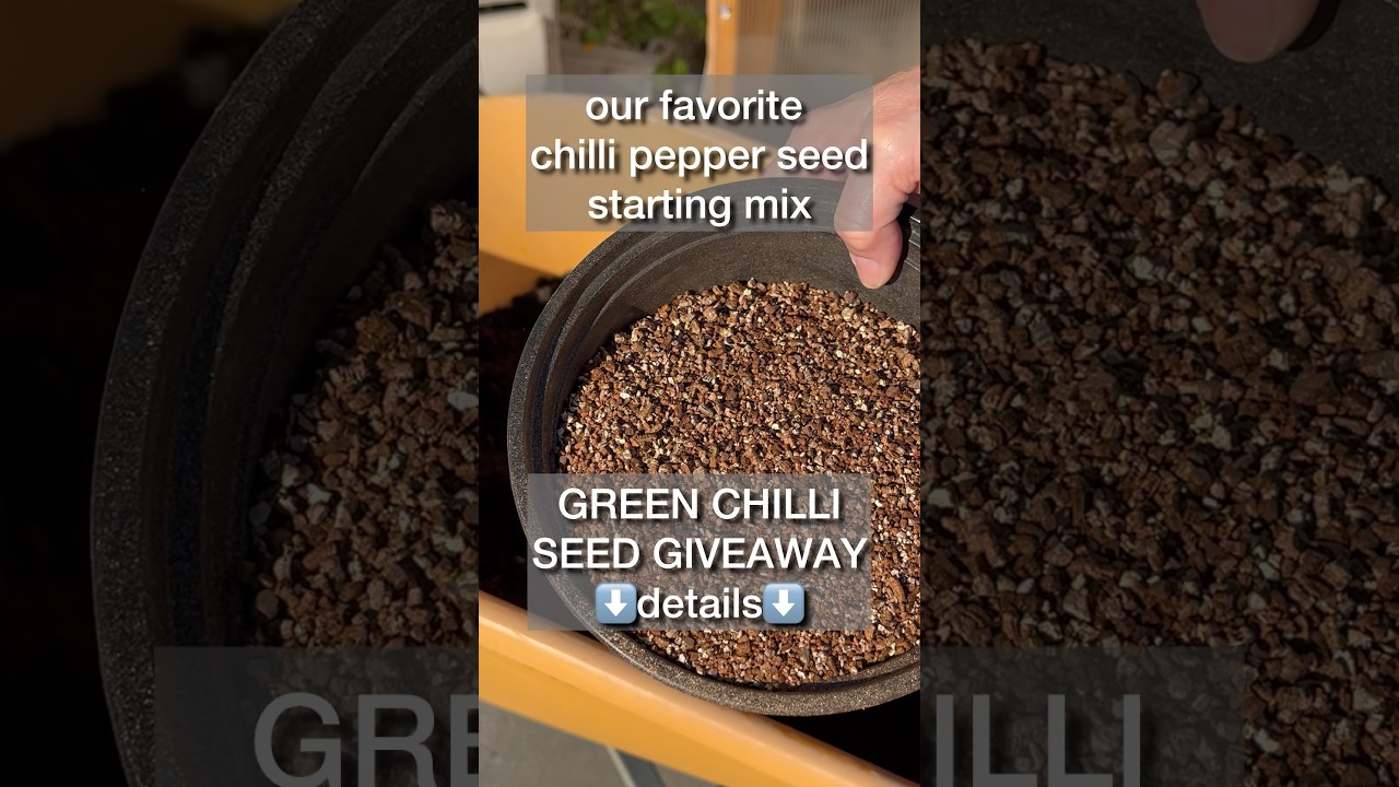 🌶️Лучшая смесь семян для выращивания перца чили — начните выращивать перец чили вместе с нами!🌶️😋