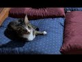 垂れ流し配信_夜_260915のサムネイル