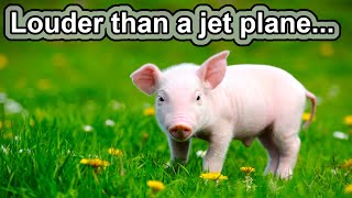 Smarter than dogs? | 10 COOL PIG FACTS