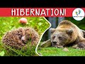 Winter Survival Strategies in Animals