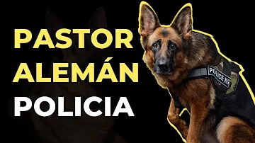 ¿Por qué llevan bozal los perros policía?