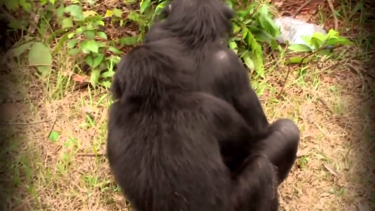 Спаривание обезьян видео. Спаривание горилл. Обезьяны снашиваются. Спаривание горилл крупным планом.