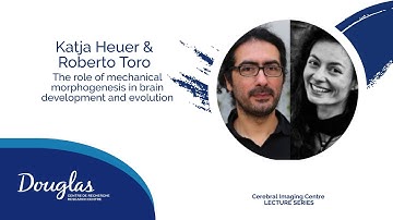 The role of mechanical morphogenesis in brain development and evolution