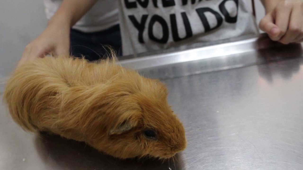 A guinea pig goes home after trimming of overgrown teeth YouTube