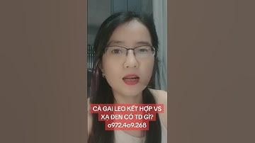 CÀ GAI LEO KẾT HỢP VS XẠ ĐEN CÓ TÁC DỤNG GÌ? 0972.409.268