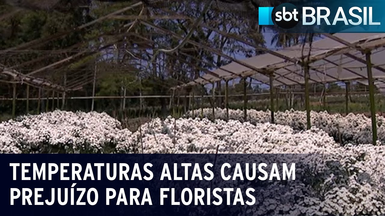 Temperaturas altas causam prejuízo para floristas | SBT Brasil (22/09/23)