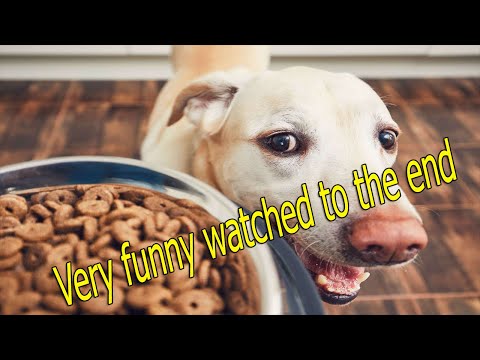 a-very-funny-cat-dog-watched-to-the-end