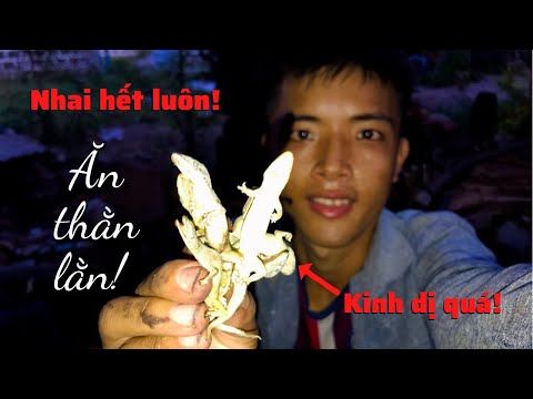 Video Thằn lằn nướng sả ớt siêu cay & tuổi thơ bắt thằn lằn... - youtube