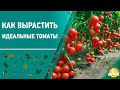 Как вырастить идеальные томаты. 6 соток 05.10.2020