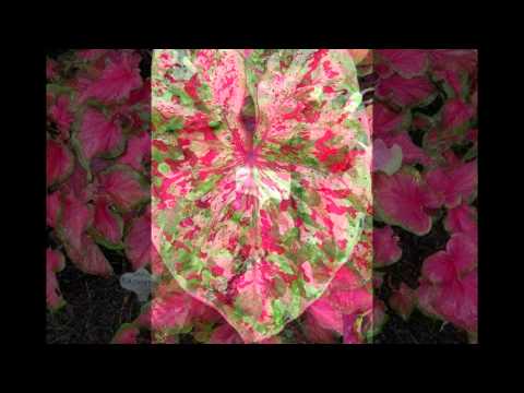 Video: Caladium Bicolor