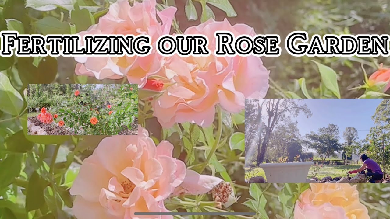 How to fertilize roseshowfertilizingrose YouTube