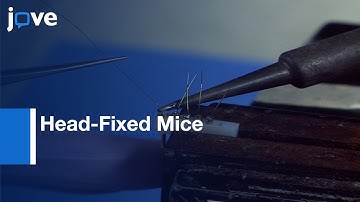 Whisker-Signaled Eyeblink Classical Conditioning In Head-Fixed Mice l Protocol Preview