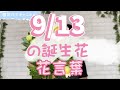 9/13の誕生花と花言葉【園芸のぶチャンネル】【9月】【13日】【ガーデニング】【雑学】【トリビア】【ハマギク】