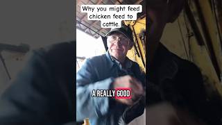 Why you might feed chicken feed to cows.Your thoughts?#cow #farmer #farming #education #experiance