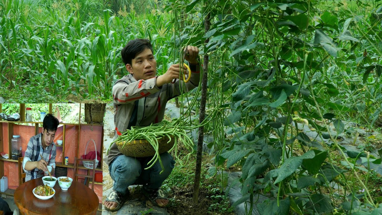 Harvest long green beans to sell - Cook Delicious Stir-fried Ribs with Tomatoes | Triệu Văn Tính