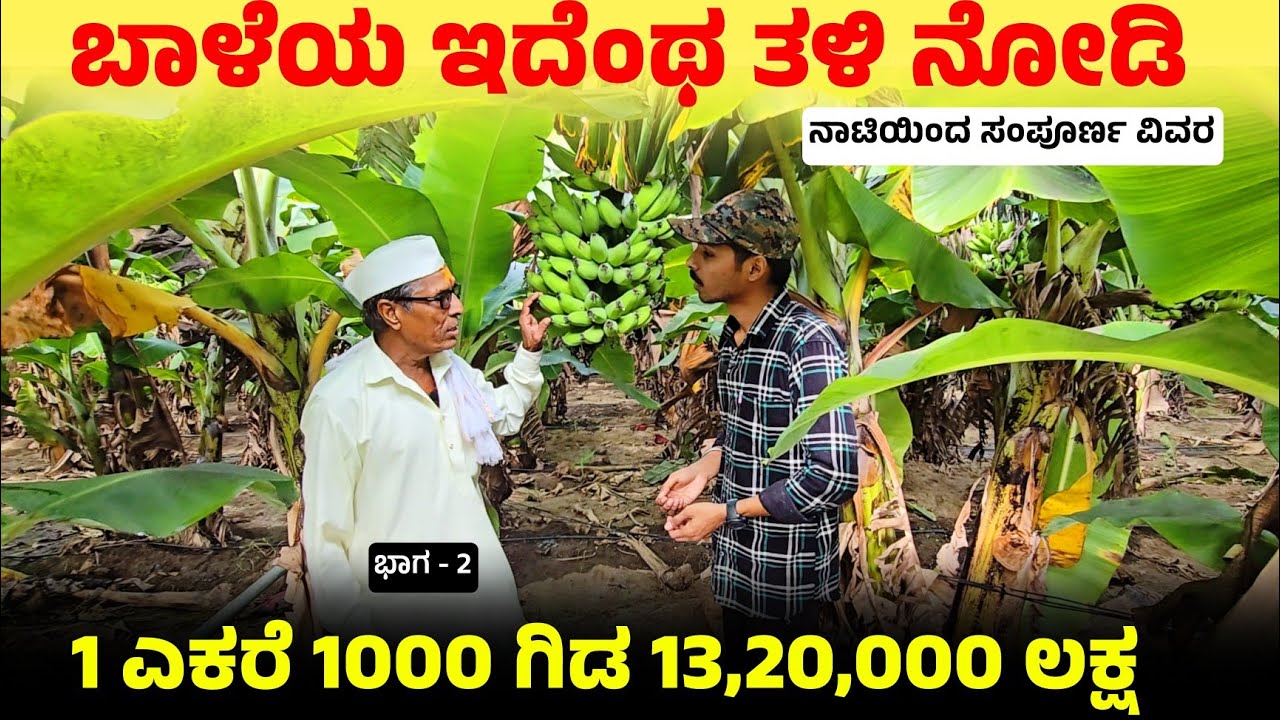 Bale krushi | Banana farming in Karnataka | ಬಾಳೆ ಕೃಷಿ | @Pradeephvk_kannadiga #agriculture 