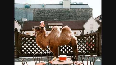 wilco - you never know