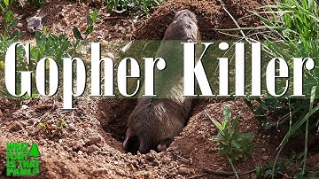 Learn the Easiest Way to Kill Gophers with Traps.