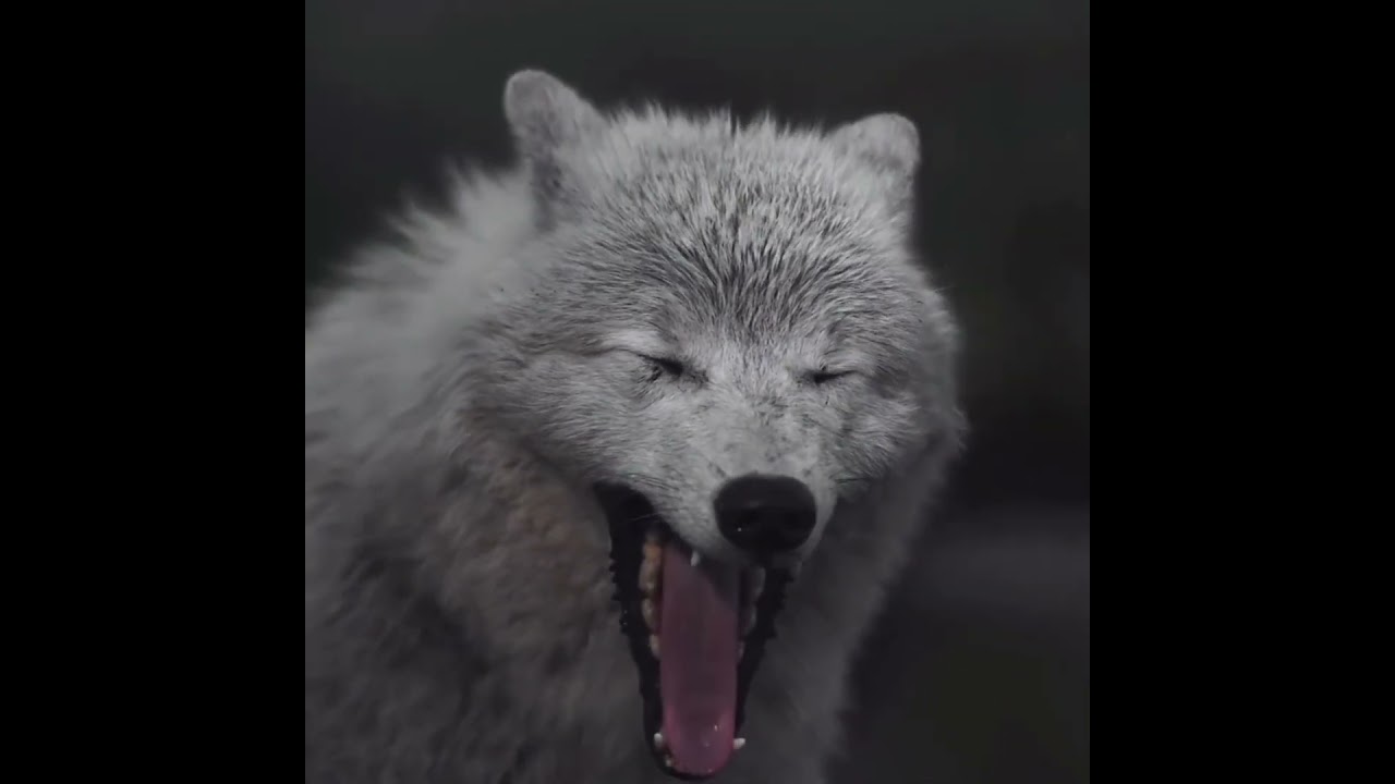 wild animals 🐺 wolf||Jammu Kashmir||||wild animals||