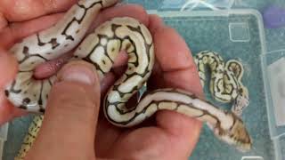 Bumble x lesser pastel het red axanthic clutch clean up